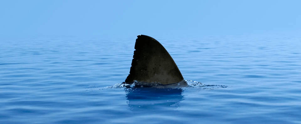 fin-web1